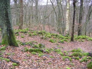 Waldboden mit Gesteinsbrocken aus Basalt